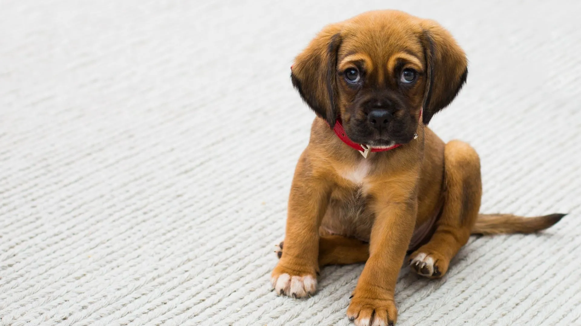 Who Keeps The Dog? Petnups In Divorce
